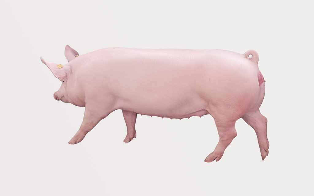 種母豬（大白、長(zhǎng)白）