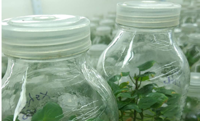 種豬育種全基因組測(cè)序