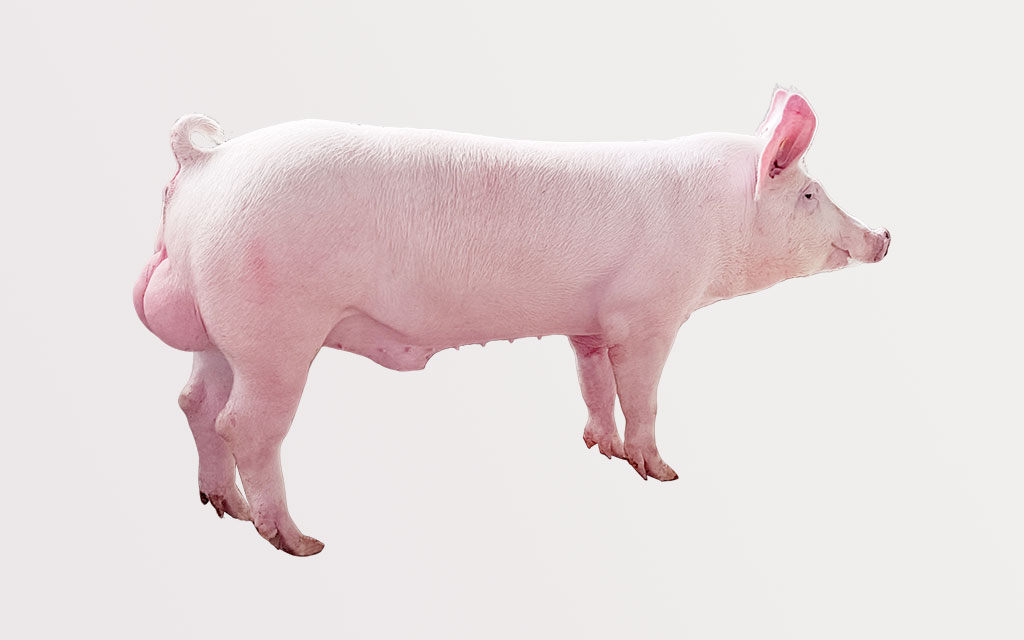 種母豬（大白、長(zhǎng)白）