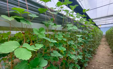 制作精準(zhǔn)選配計(jì)劃