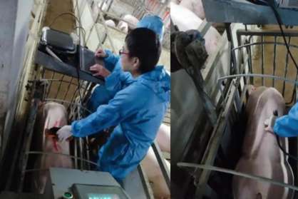 豬星探│民望農(nóng)牧2022-1批次測定高性能冠軍豬誕生