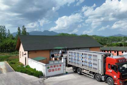 2041頭民望5A高端原種安全、順利完成客戶交付